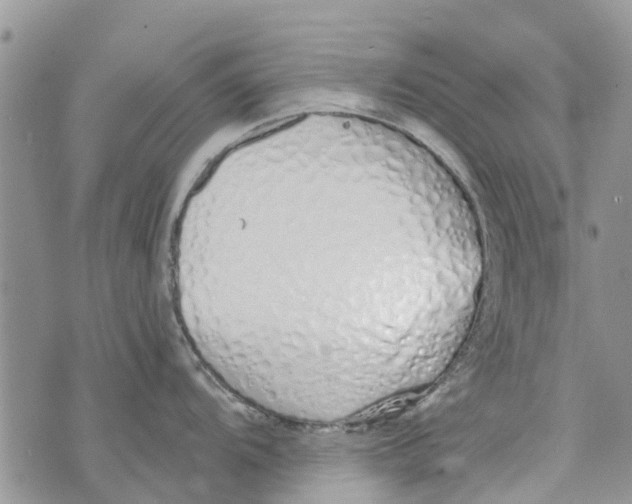 X0000073931104200609082256