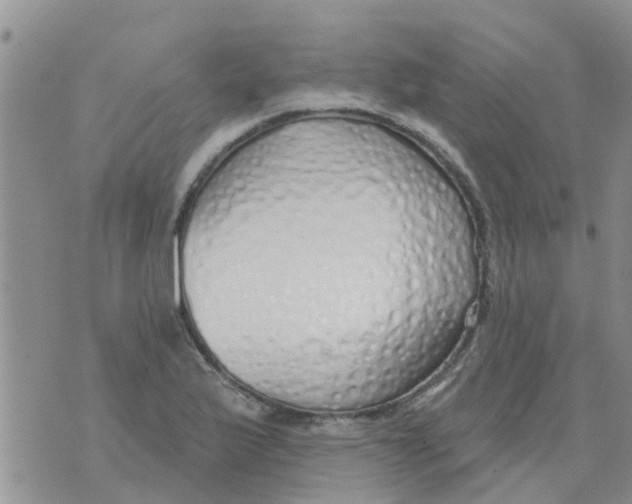 X0000073931175200609082255