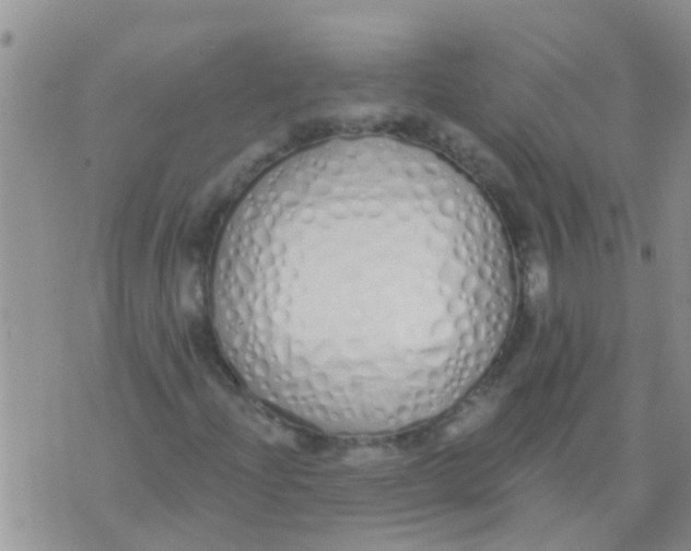 X0000073931204200609082254