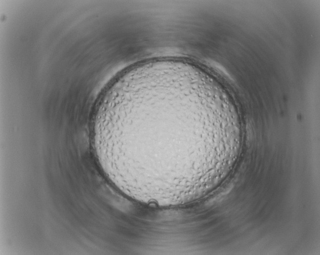 X0000073931212200609082254