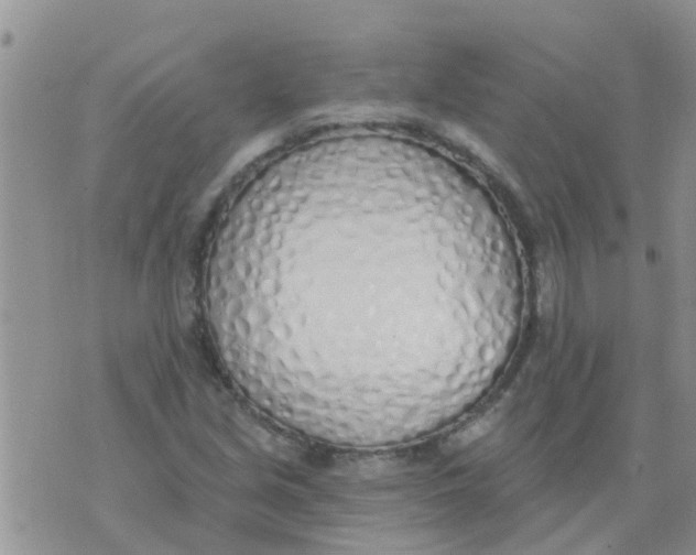 X0000073931213200609082254