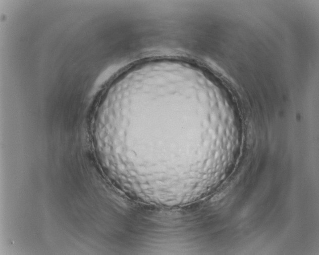 X0000073931215200609082254