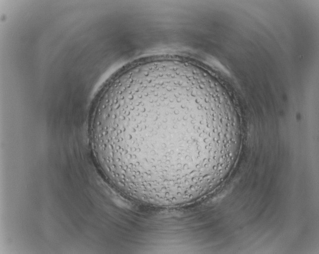 X0000073931216200609082254