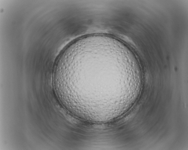 X0000073931220200609082254