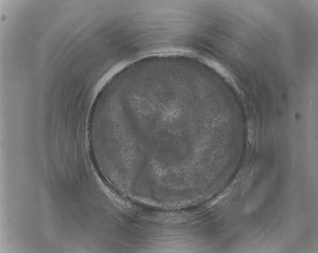 X0000073931229200609082255