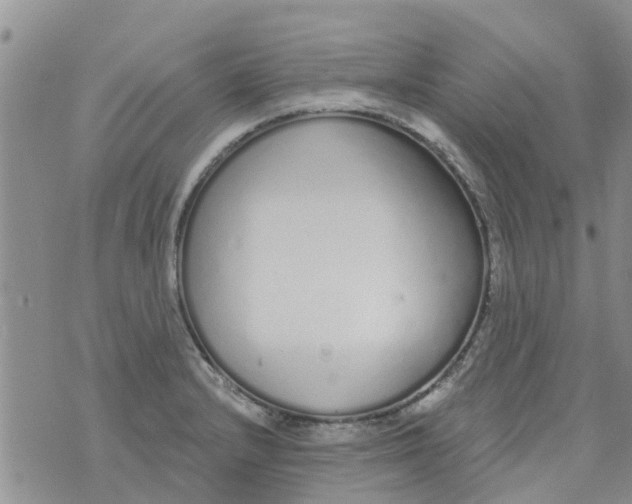 X0000073931232200609082255