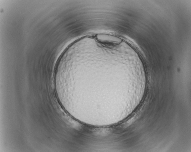 X0000073931236200609082255