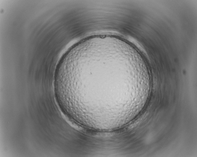 X0000073931237200609082255