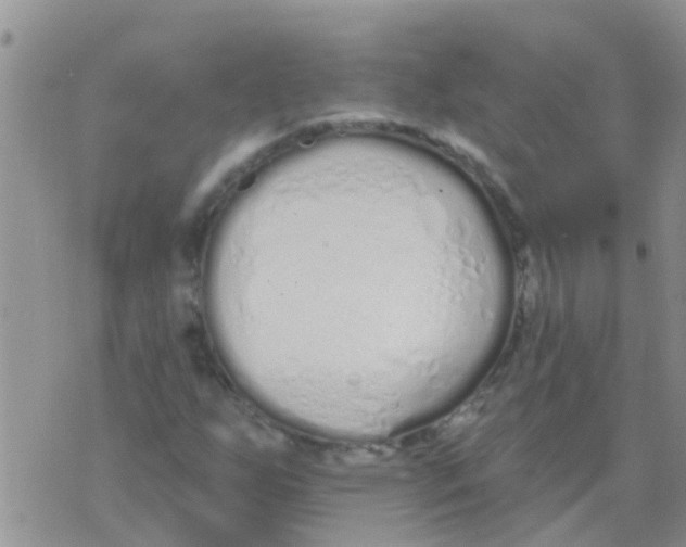 X0000073931255200609082254