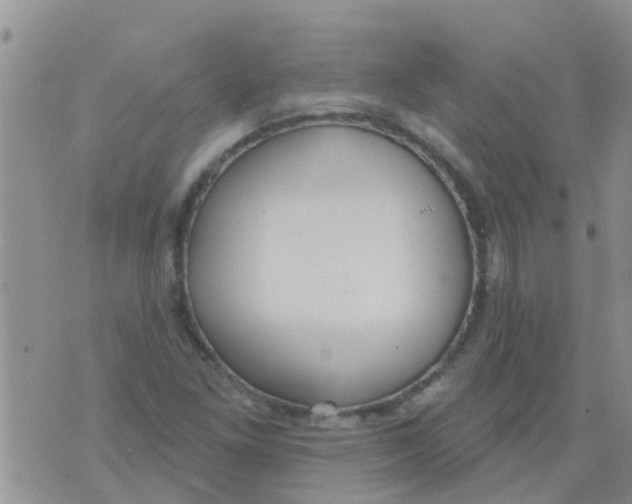 X0000073931261200609082254