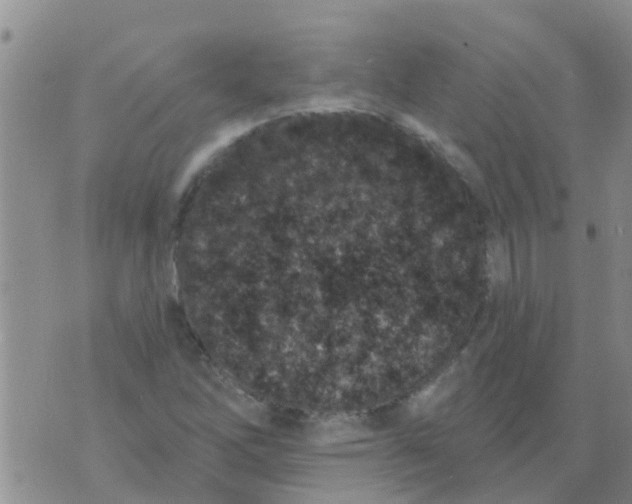 X0000073931262200609082254