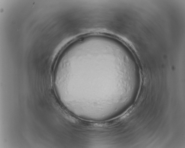 X0000073931271200609082254