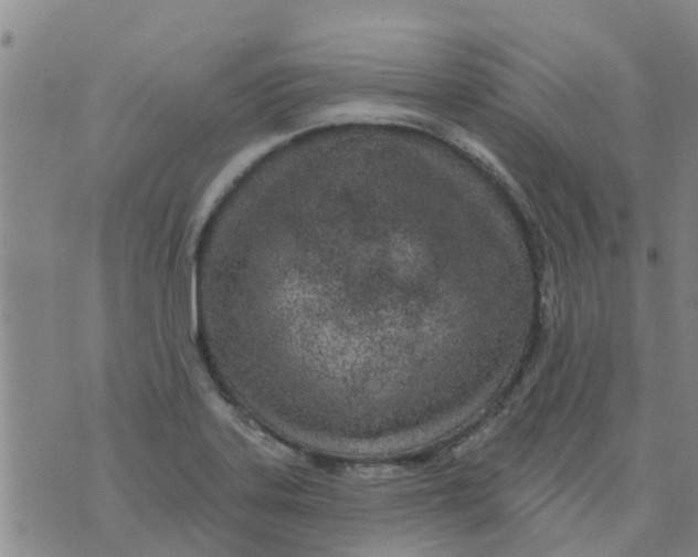 X0000073931323200609082253