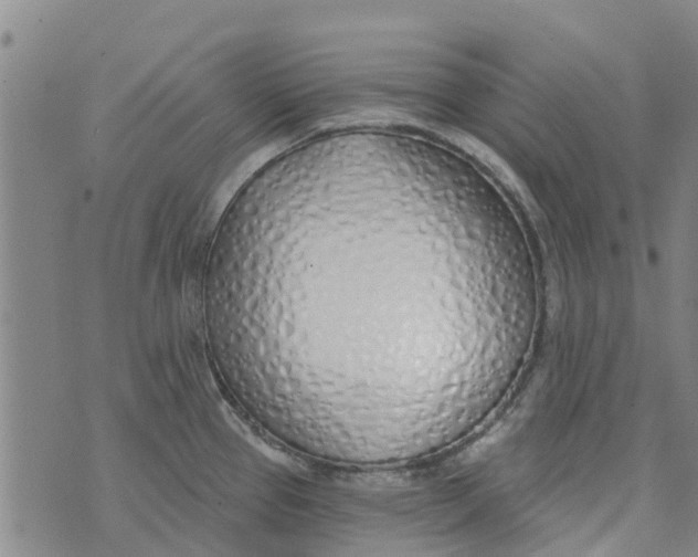 X0000073931337200609082253