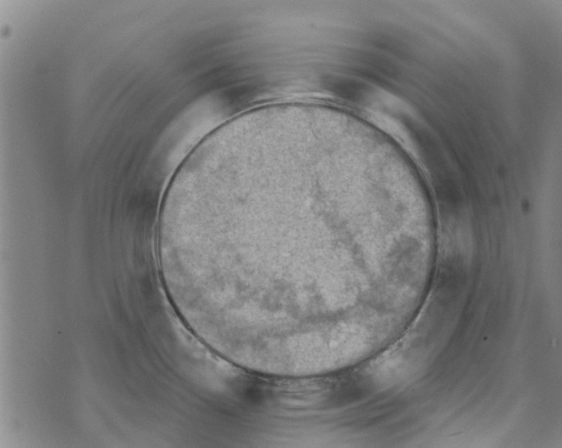 X0000073931338200609082253