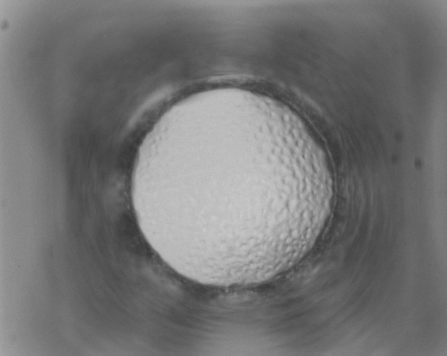 X0000073931351200609082252