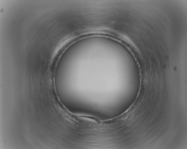 X0000073931360200609082252