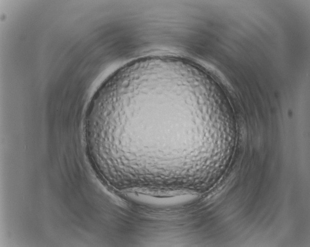 X0000073931375200609082252