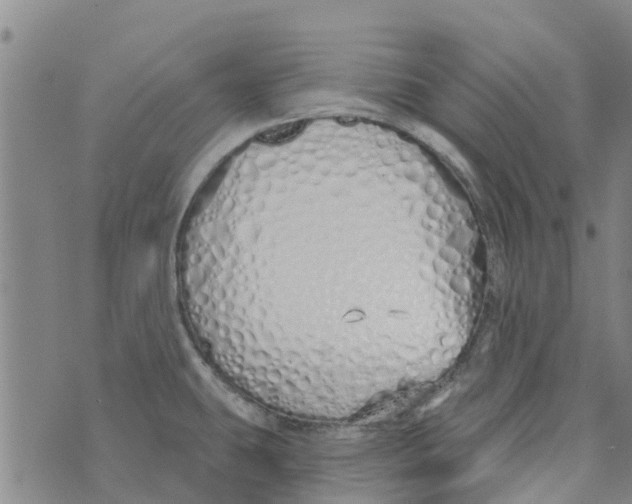 X0000073931431200609082252