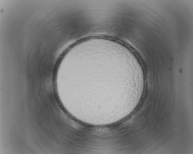 X0000073931452200609082251