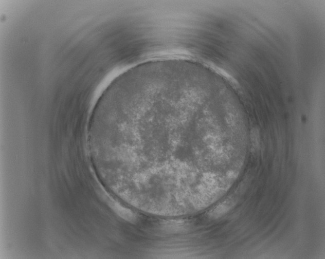 X0000073931470200609082251