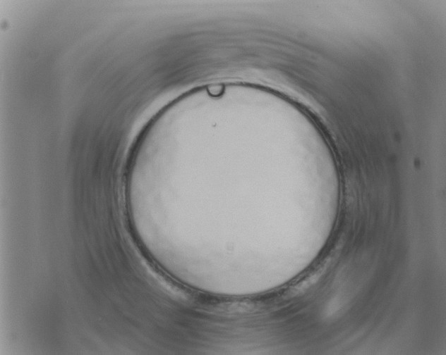 X0000073931517200609082250