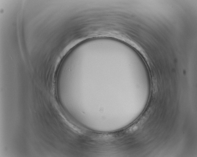 X0000073931525200609082250