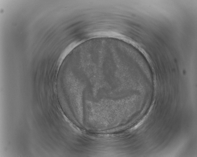 X0000073931529200609082250