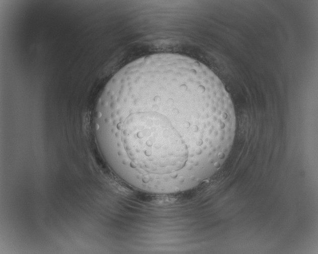 X0000073950278200608210950
