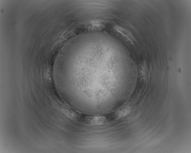X0000073950663200608211141