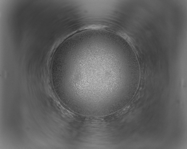 X0000073950337200608281221