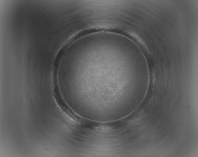 X0000073950444200608281219