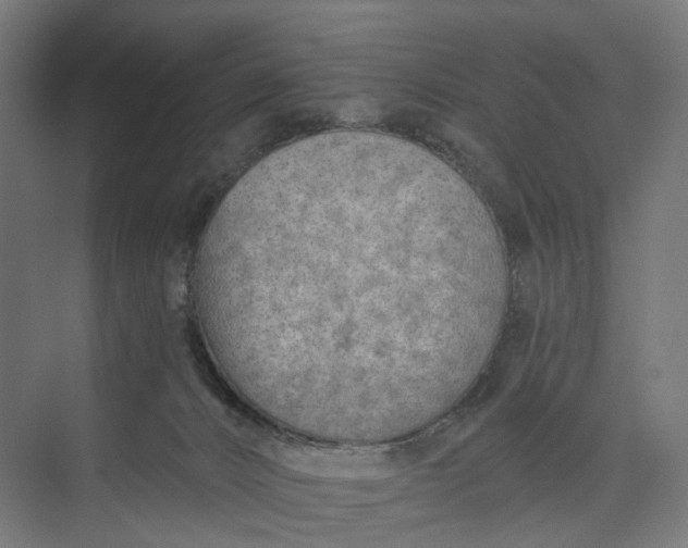 X0000073950032200609051804