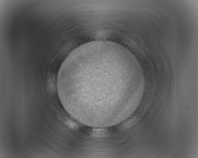 X0000073950240200609051801