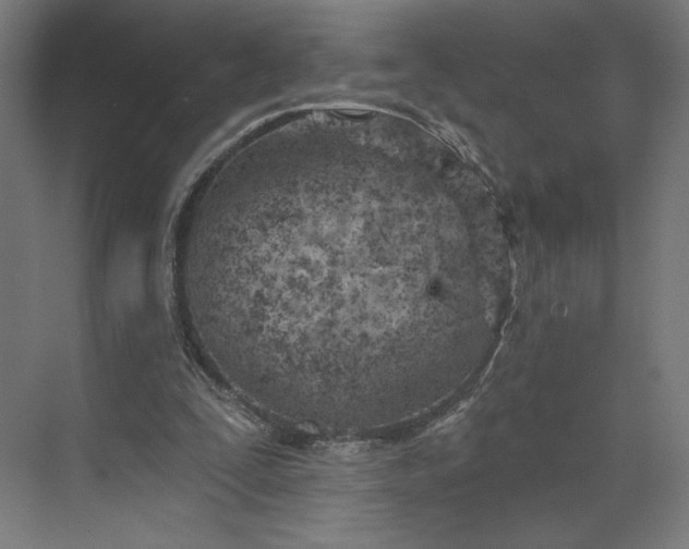 X0000073950295200609051800