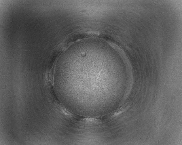 X0000073950528200609051756