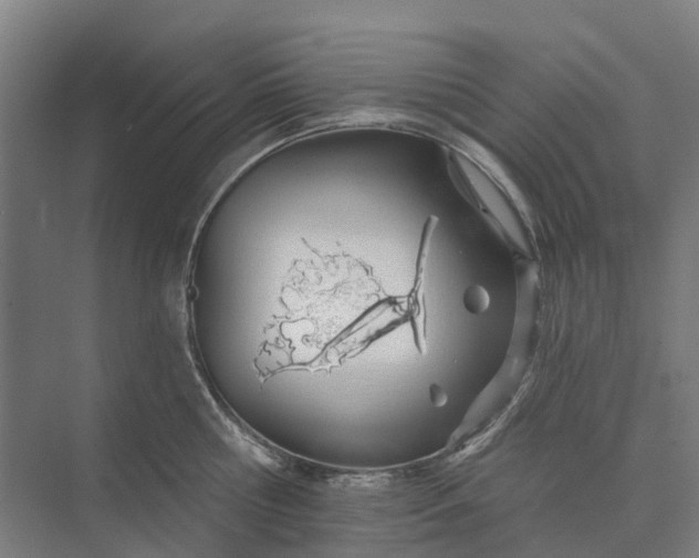 X0000073950810200609051751