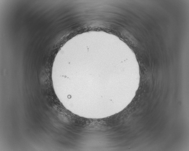 X0000073950824200609051750