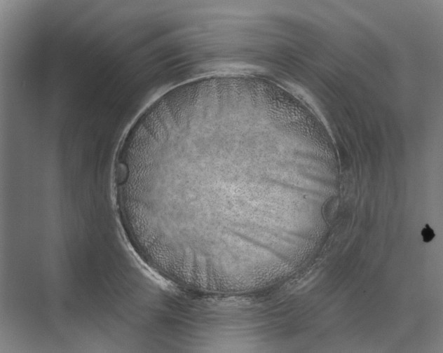 X0000073950851200609051751