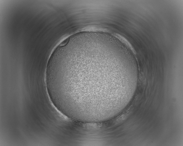 X0000073950855200609051751