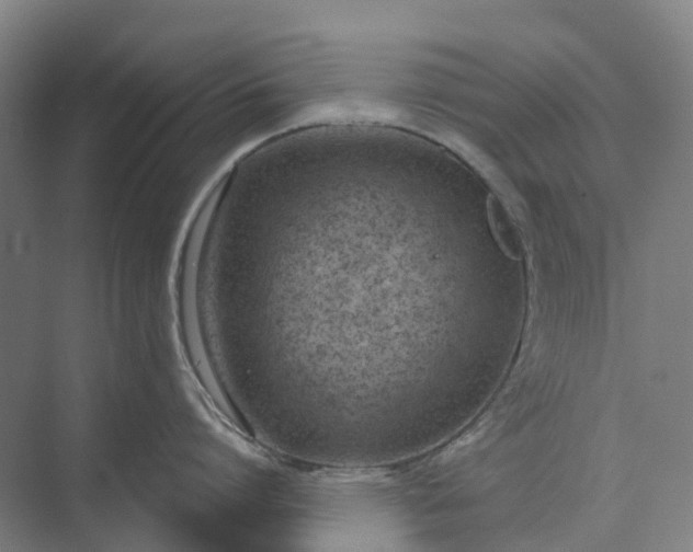 X0000073950864200609051751