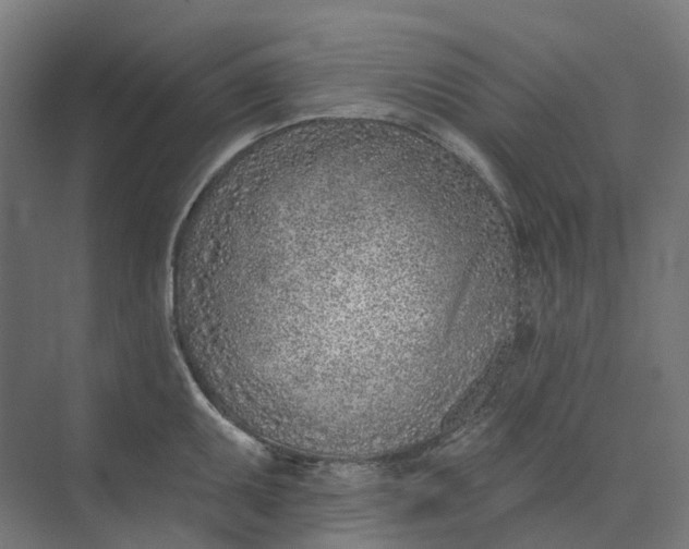 X0000073951095200609051746