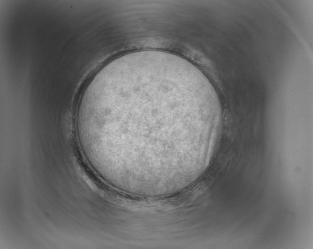 X0000073950012200609111702