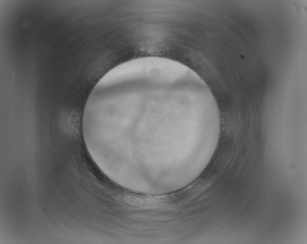 X0000073950036200609111701