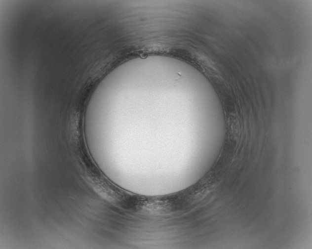 X0000073950550200609111653