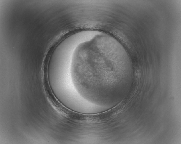 X0000073950678200609111651