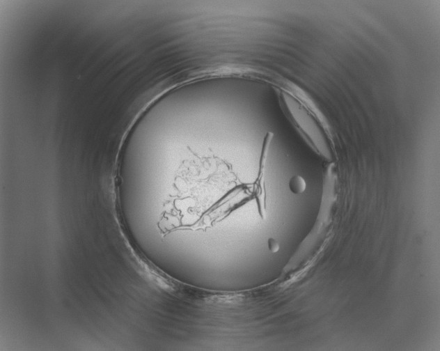 X0000073950810200609111648