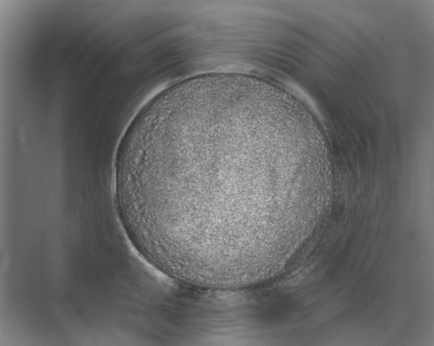 X0000073951095200609111644