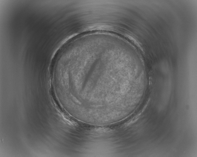 X0000073951117200609111643