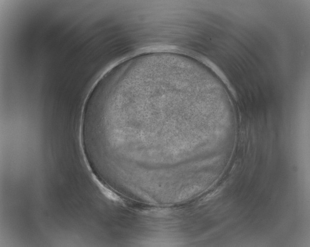 X0000073951245200609111642